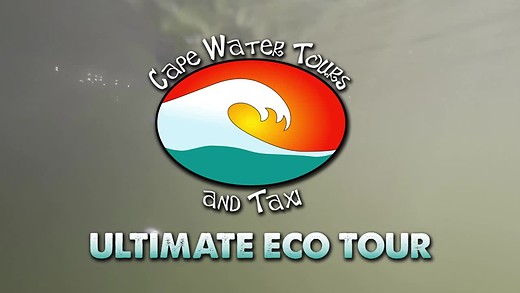 Cape Water Tours - The Ultimate Eco Tour!