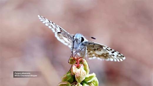 Of Moths and Men